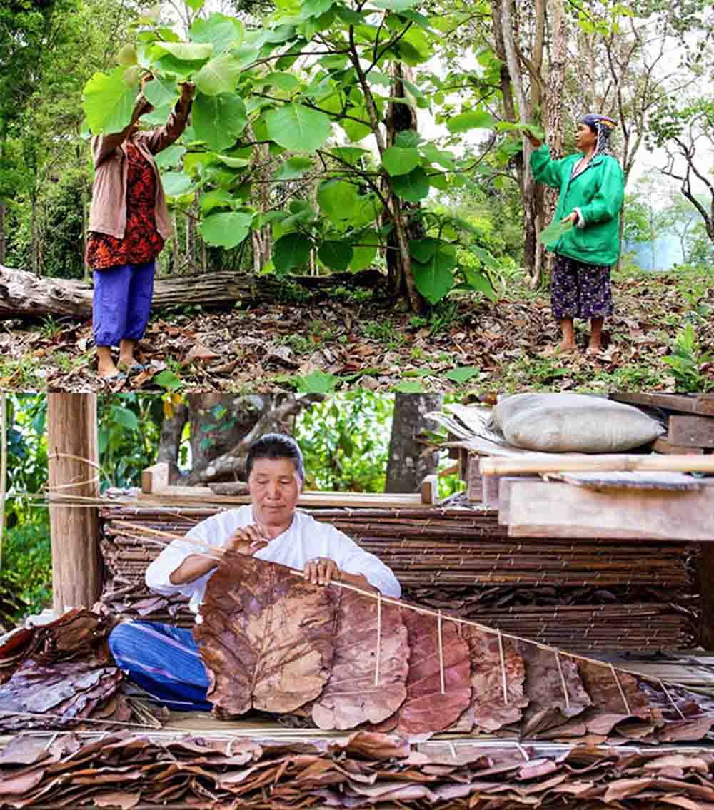 mrleaf eco innovation local thai wisdom 2